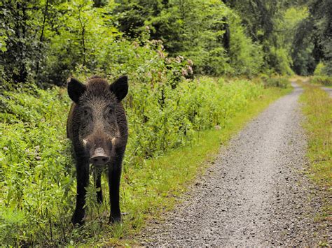 F R Menschen Gef Hrlich Ansteckender Wurm Bei Wildschwein In