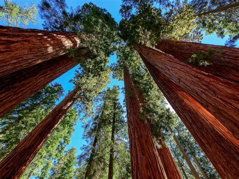 Amazing Sequoia National Park Visit: One Day Itinerary (What You Can't ...