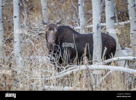 Cow Moose In A Forest Of Aspen Trees Stock Photo Alamy