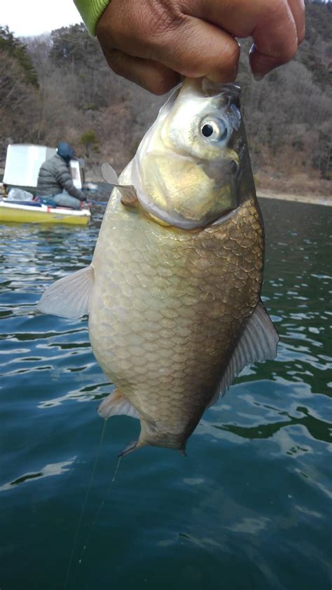 3月11日の釣果 精進湖－レストランあかいけの釣果速報はこちらをご覧ください。（ヘラブナワカサギなどの釣果速報）