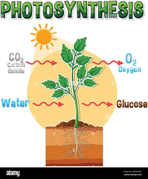 Diagram Of Photosynthesis For Biology And Life Science Education