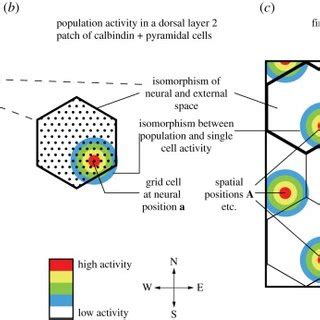 Experimental Data Isomorphic Mapping Of Space Single Cell And