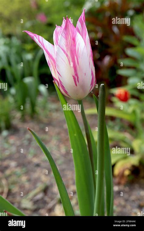 Tulipa ‘mariette Lily Flowering 6 Mariette Broken Tulip White