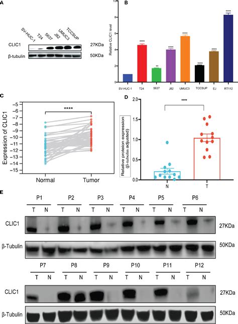 Frontiers Label Free Lc Ms Ms Proteomics Analyses Reveal Clic As A