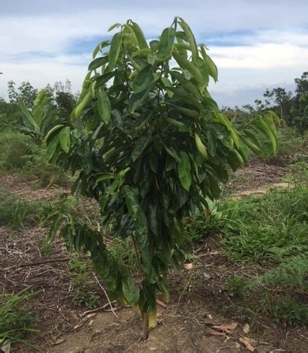 Guyabano Tree