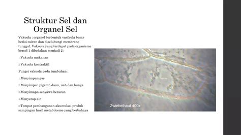 Biologi Sel Kelas Xi Kurikulum 2013 Ppt Ppt