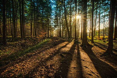 Tapety Wald les gegenlicht podsvícení slunečnímu záření Sunstar