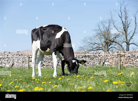 Black White Holstein Cow Calf Hi Res Stock Photography And Images Alamy