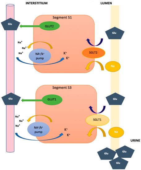 Euglycemic Diabetic Ketoacidosis Induced By SGLT2 41 OFF