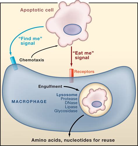 Autoimmunity And The Clearance Of Dead Cells Cell