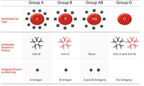 Blood Type Punnett Square - Hypertension