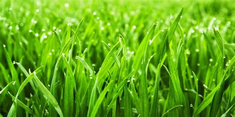 Tips To Cutting Wet Grass Oaklawn Landscaping