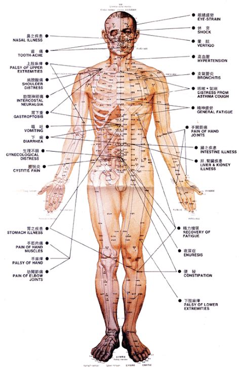 Acupuncture Points Chart