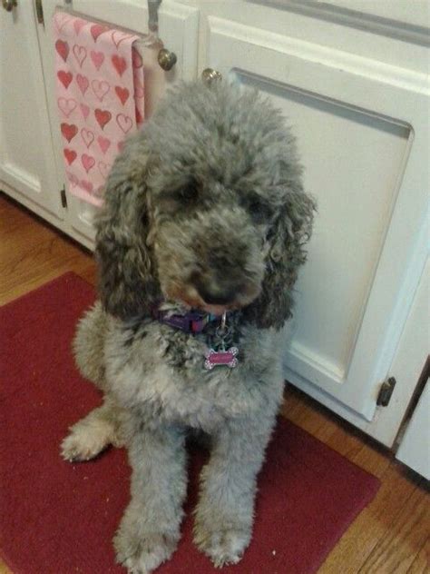 My Australian Labradoodle Named Daisy Maye Australian Labradoodle