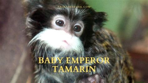 Baby Emperor Tamarin Monkey Facts and Description - Primates Park