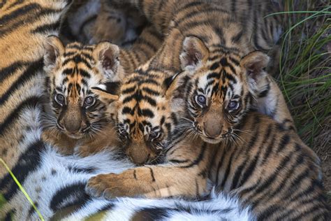 Photographer Captures The Rare Moment Newborn Tiger Cubs Emerge From A