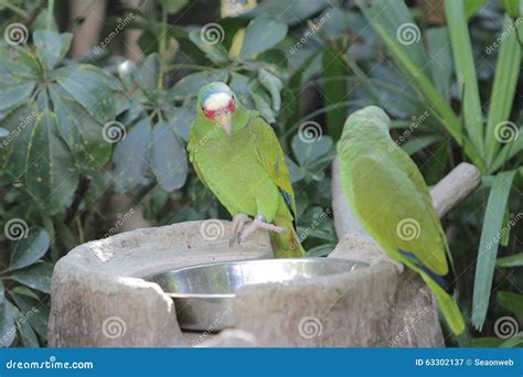 Parrot Bird Sitting On The Perch Stock Image Image Of Nature Perch