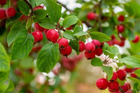 Pequeñas manzanas rojas maduras en la rama del árbol entre hojas verdes