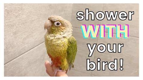 How To Shower With Your Bird Do You Shower With Your Bird