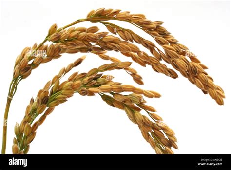 Rice Oryza sativa Stock Photo - Alamy