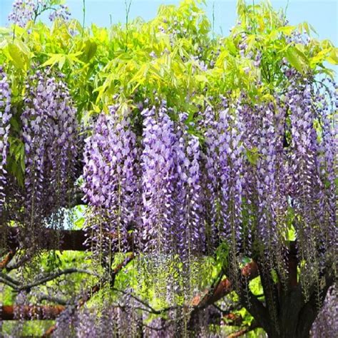 2021 Floribunda Chinese Wisteria Tree Vine Sinensis Seeds Deciduous