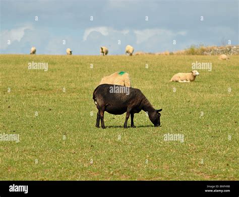 Black Sheep Among White Sheep Hi Res Stock Photography And Images Alamy