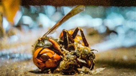 Bees Kill A Giant Hornet With Heat Buddha Bees And The Giant Hornet