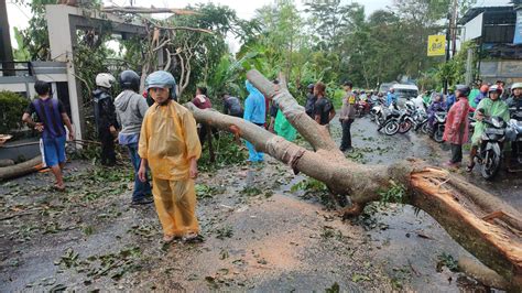 Pohon Besar Setinggi Meter Tumbang Tutup Akses Jalan Raya Lengkong