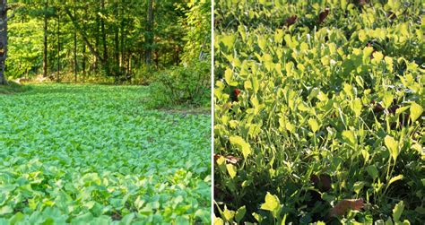 How Planting Rates Affect Food Plots Mossy Oak Gamekeeper