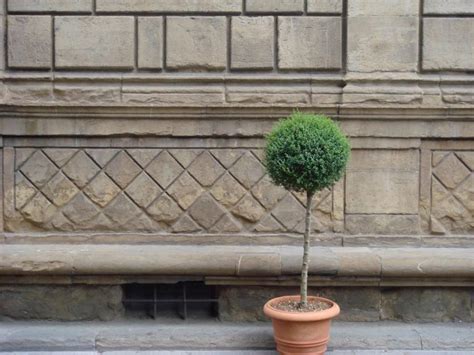 Palazzo Rucellai Di Leon Battista Alberti Arte Svelata