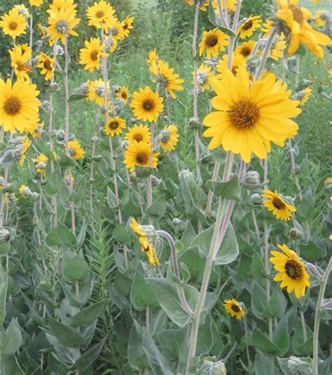 Sunflower Plant With Roots