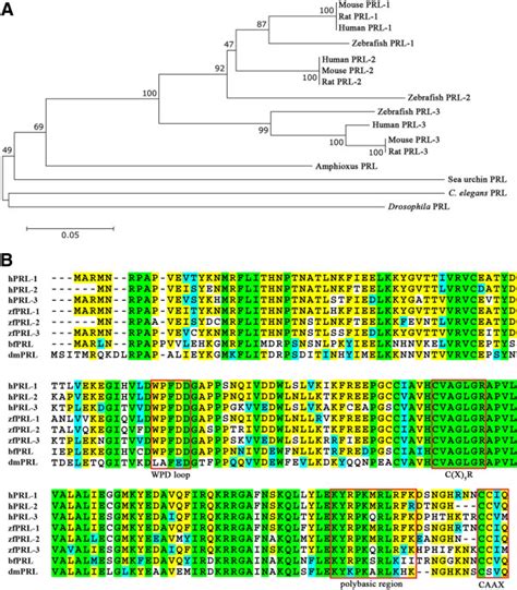 Phylogenetic Tree And Multiple Sequence Alignment Of Prl Protein