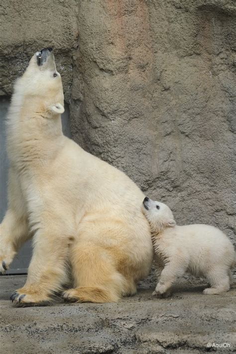 더쿠 엄마 북극곰과 아기 북극곰