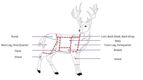 How And What To Do With Different Cuts Of Deer Venison Meat Eat Cured Meat