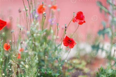 Red poppy flower background 22976965 Stock Photo at Vecteezy