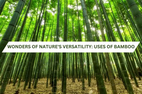 Harnessing The Wonders Of Nature S Versatility Uses Of Bamboo Treezy