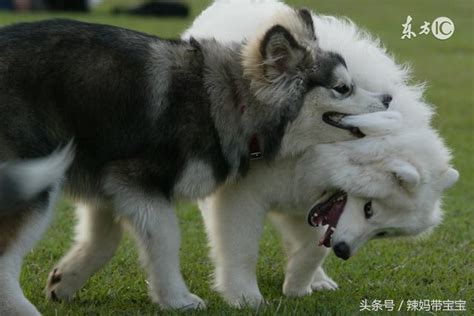 人人都爱大白熊犬，犬类高富帅，但有四条饲养规则，你必须了解 每日头条