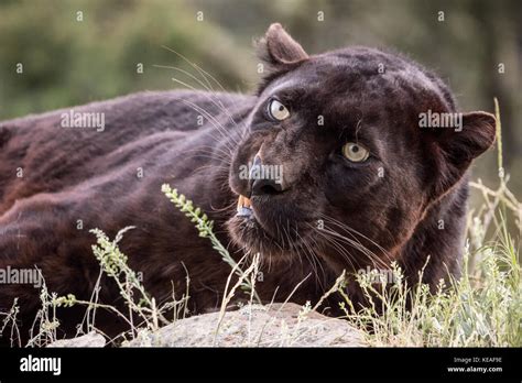 Panther Growling Side View