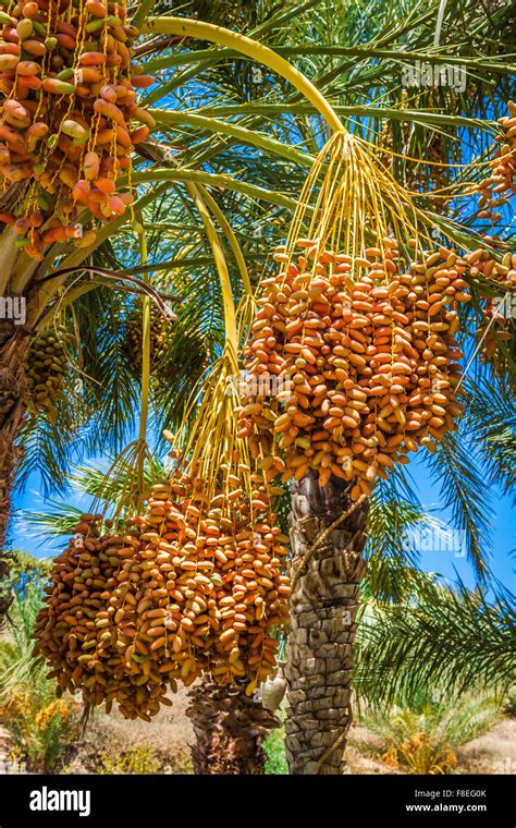 Dates Tree Hi Res Stock Photography And Images Alamy