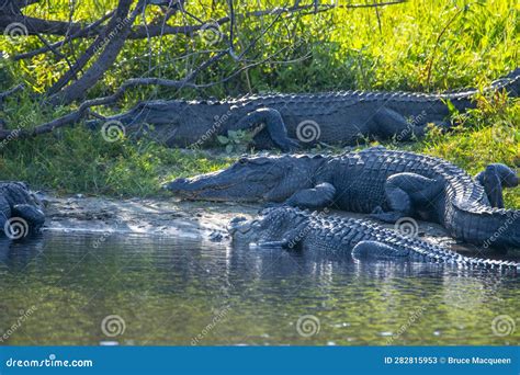 American Alligator Basking Stock Image Image Of Basking 282815953