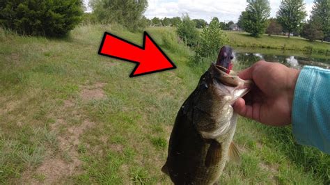 Topwater Frog Bass Fishing At A Loaded Pond Lots Of Blowups Bass