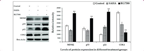 Effect Of Saha And Rg On Cell Cycle Related Gene Expressions In