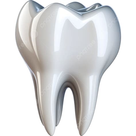 Realistic Molar Teeth Illustration Element Dental Png Transparent