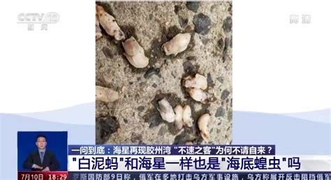 “海底蝗虫”大规模入侵青岛胶州湾！网友：吃光海星靠谱吗？杭州网