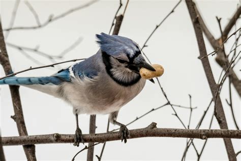 Focused Photo of Blue Jay · Free Stock Photo