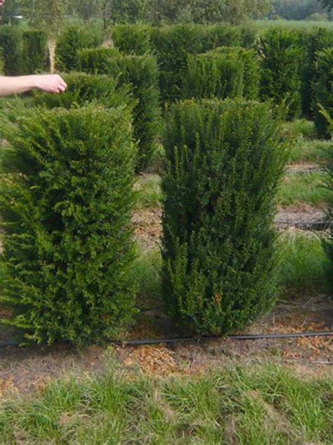 Taxus Baccata Heimische Eibe Fertighecke Heckenelement Cm X