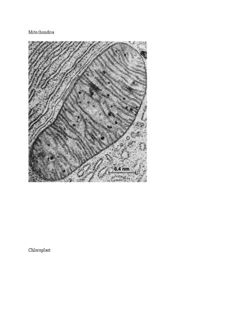 Mitochondria and Chloroplast | PDF