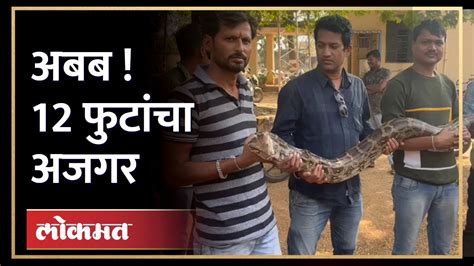 शेतात आढळला अजगर सर्पमित्रांनी सोडले जंगलात Python Snake Youtube