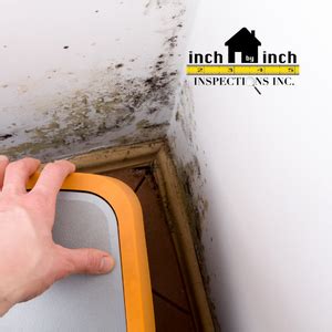 Steps To Black Mold Removal Inch By Inch Inspections