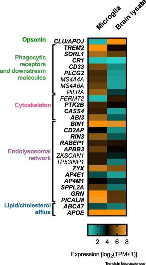 Microglial Phagocytosis A Disease Associated Process Emerging From